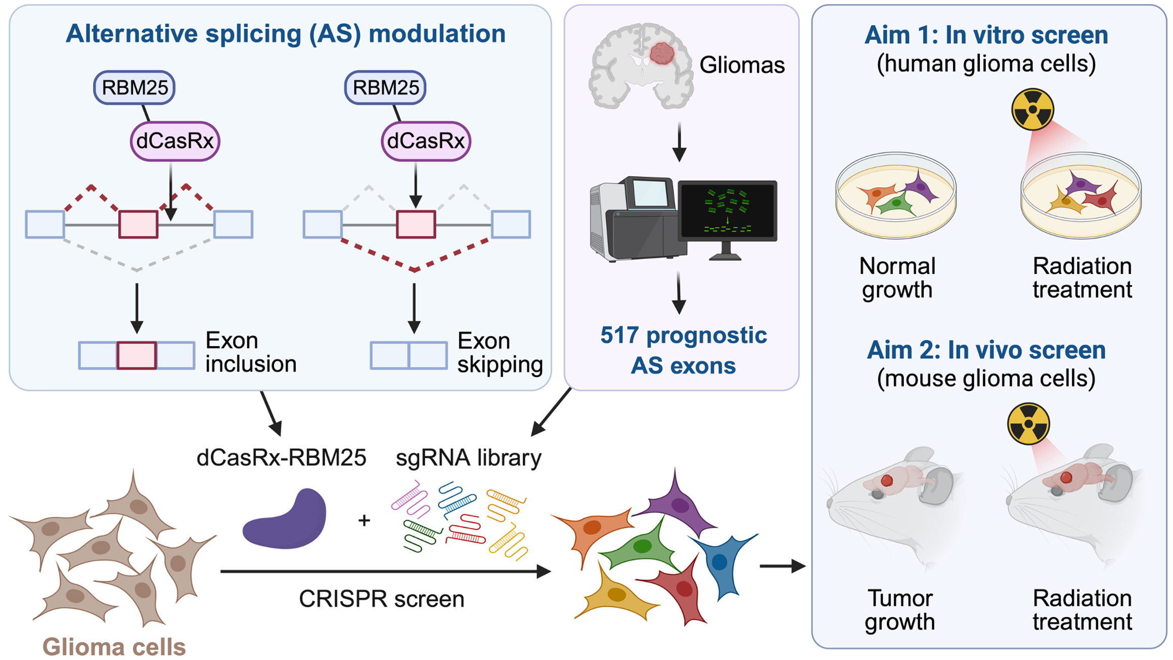 Functional Screening of Alternative Splicing