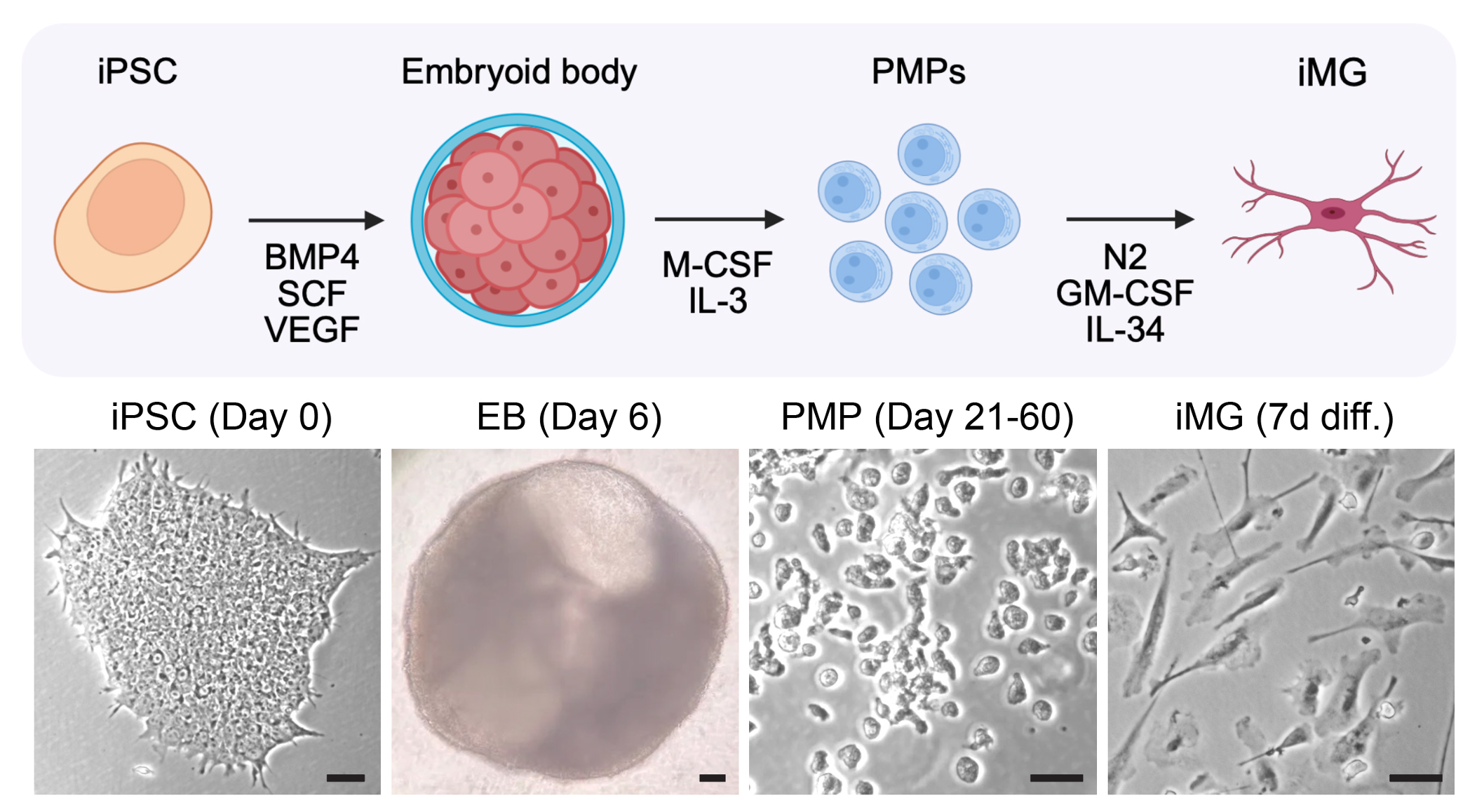 iPSC-Derived Microglia Model