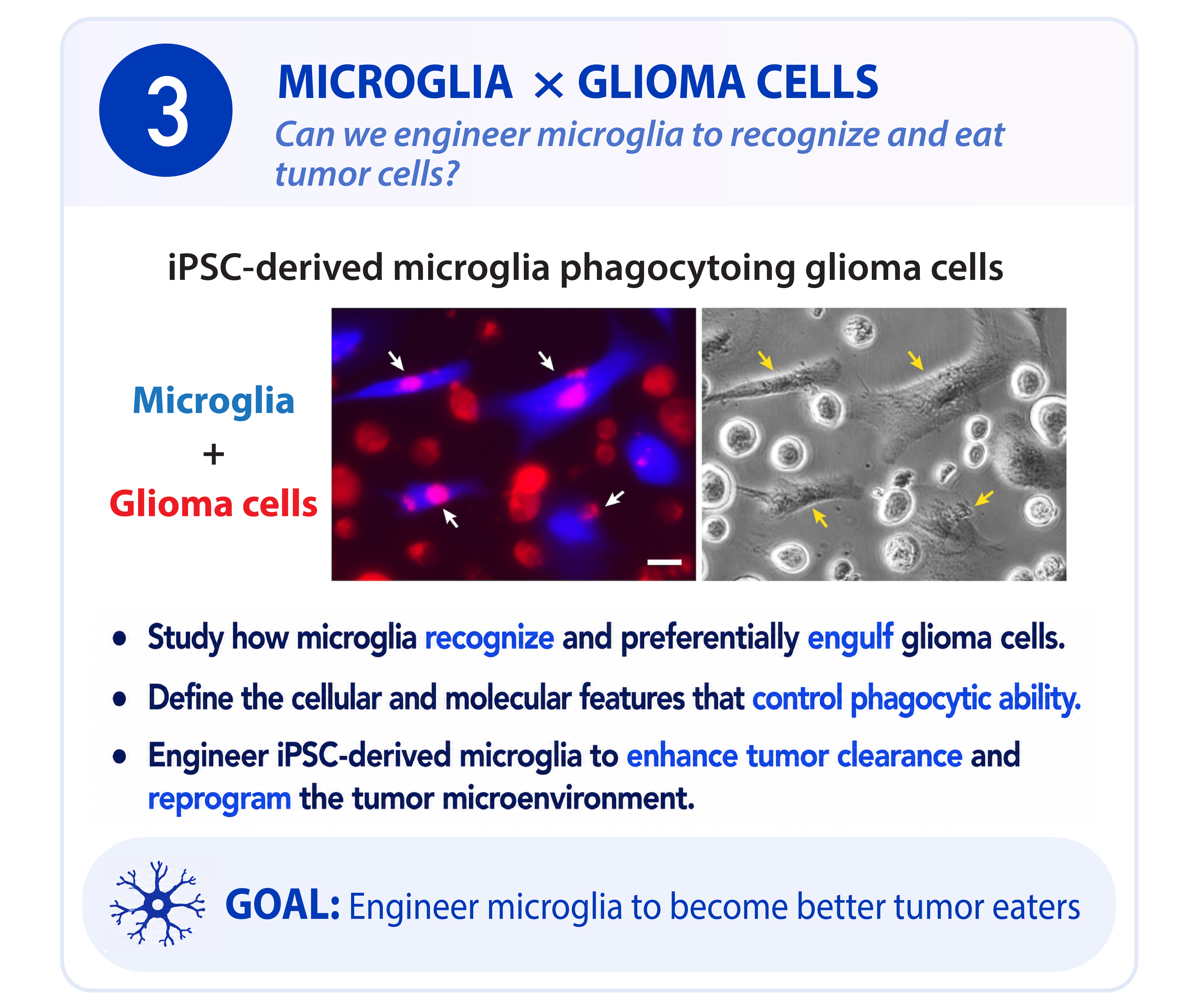 Harnessing Microglia for Glioma Immunotherapy
